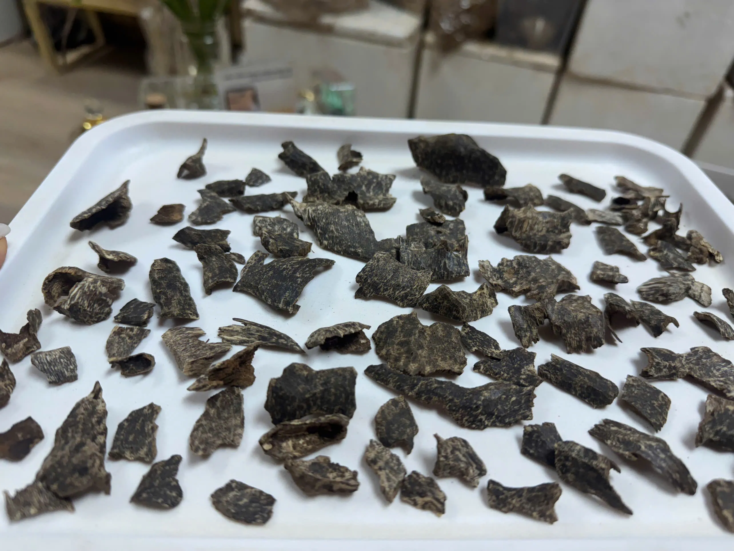 Nha Trang Wild Agarwood – Vietnam | Rare Natural Oud Collection